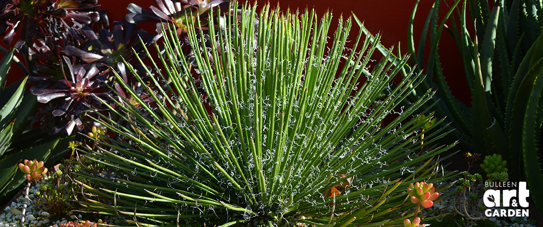 Agave geminiflora Photo © Bulleen Art & Garden