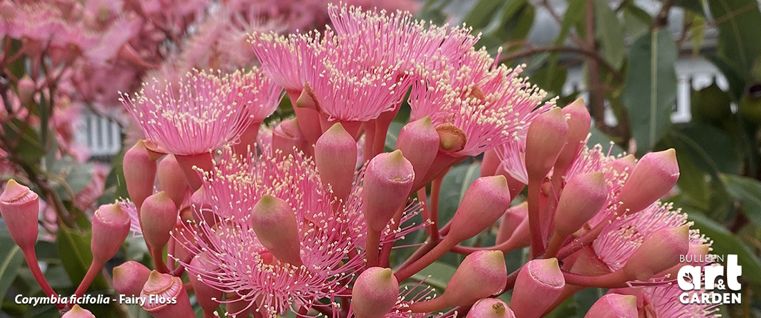 Flowering Gums (Corymbia ficifolia) - Bulleen Art Garden