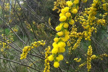 Acacia acinacea (Gold Dust Wattle)