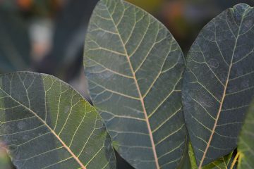 Smoke Bush