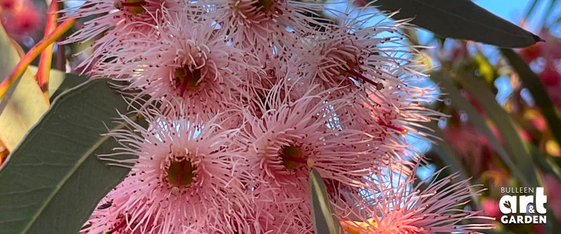 Photo © Bulleen Art & Garden