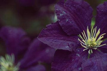 Clematis