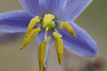 Dianella longifolia (Flax Lily)