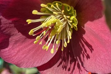 Hellebores