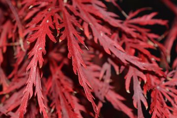 Acer – Japanese Maples