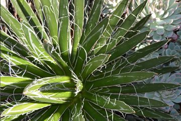 Agave filifera