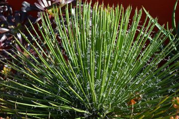 Agave geminiflora