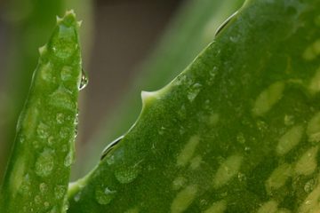 Aloe Vera