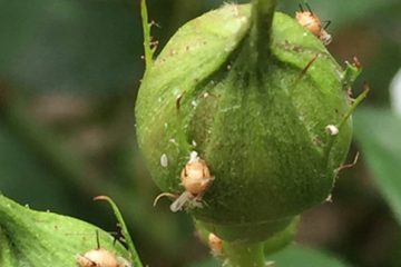 Aphids