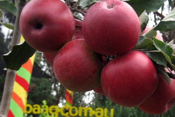 Fruit Trees