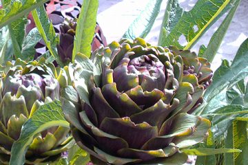 Artichokes – Globe