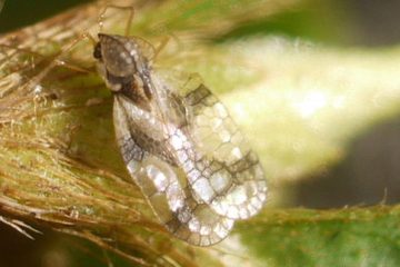 Azalea Lace Bug