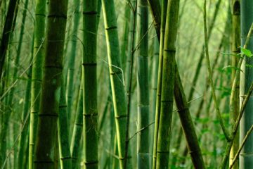 Bamboo