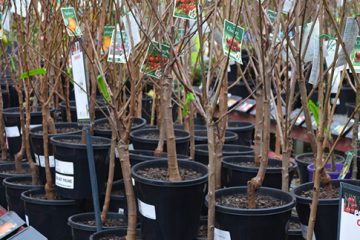 Bare Root Tree Planting and Pruning Guide