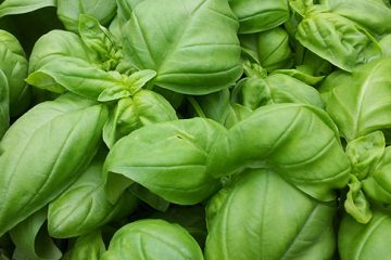 Basil