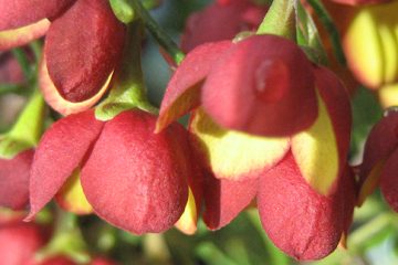 Boronia