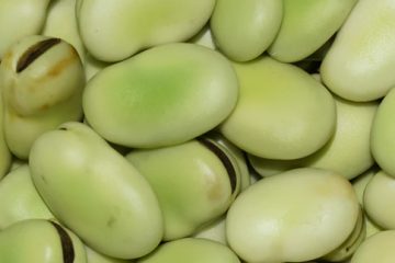 Broad Beans