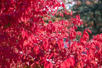 Deciduous Shrubs that Pack a Punch