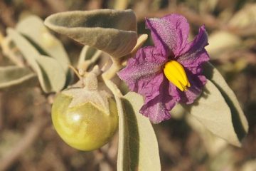 Bush Tomato