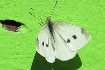 Cabbage White Butterfly and Cabbage Moth