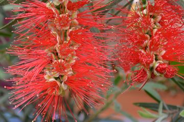 Callistemons (Bottlebrushes)