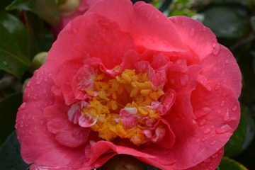 Camellias