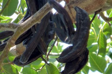 Carob