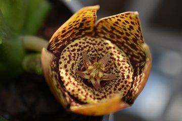 Carrion / Starfish Flower