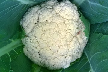 Cauliflower