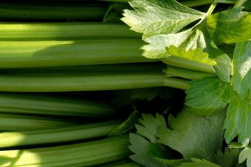 Celery