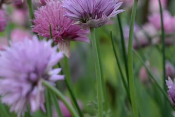 Edible Flowers