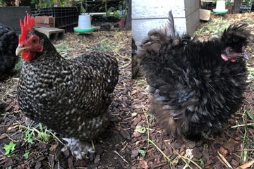 Backyard Chooks