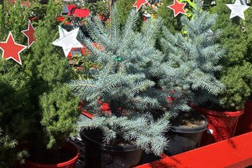 Christmas Trees – Living v Cut v Fake