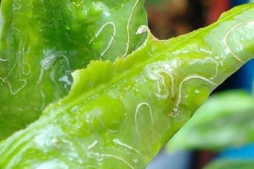 Citrus Leafminer