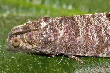 Codling Moth and Oriental Fruit Moth