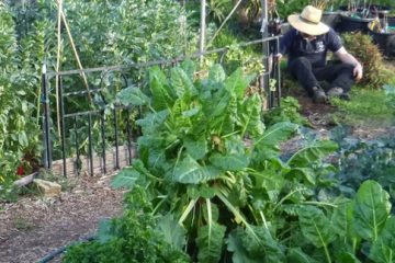 Community Gardens