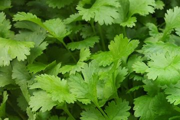 Coriander