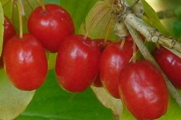 Cornelian Cherry