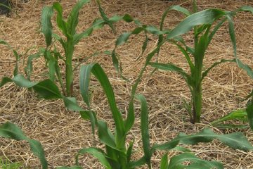 Mulching for a Healthy Garden