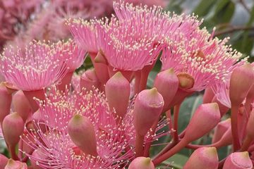 Flowering Gums (Corymbia ficifolia)