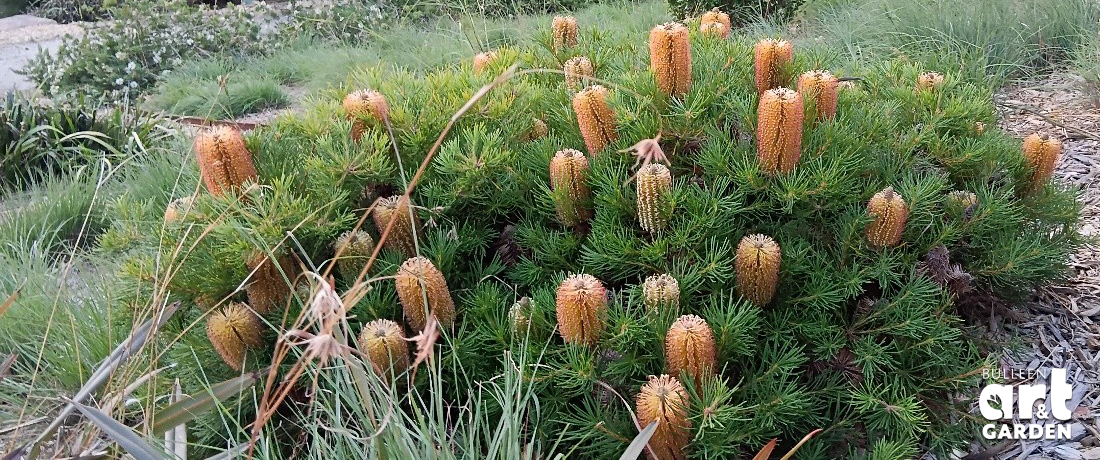 Photo © Bulleen Art & Garden