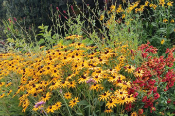 Designing a Cottage Garden