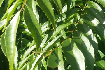 Curry Leaf Tree