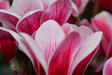 Cyclamen