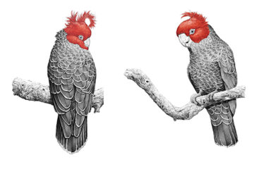 Gallery Exhibition – ‘Metal Hearts and Coloured Wings @ BAAG’