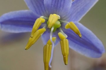 September in your Garden