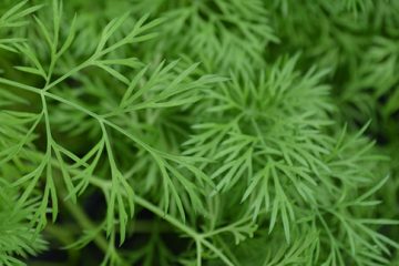 Dill