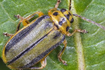 Elm Leaf Beetle