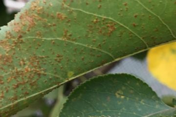 Freckle on Stonefruit