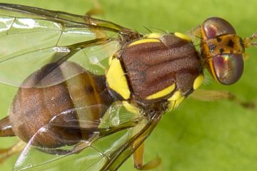 Queensland Fruit Fly